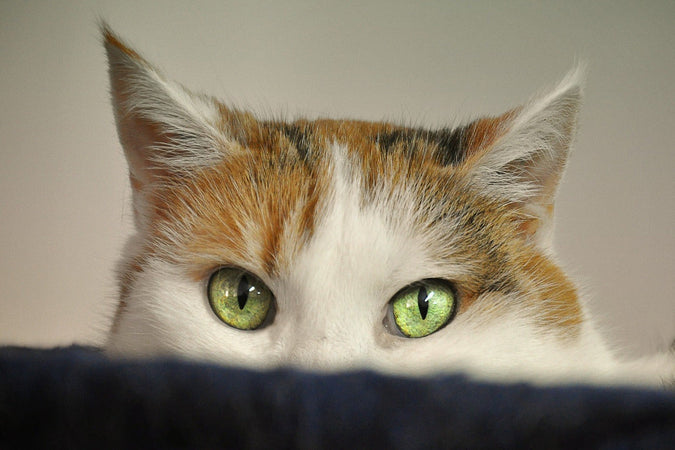 Du CBD pour calmer l’émotivité chez les chats