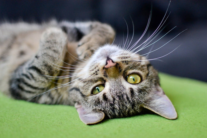 Un chat heureux est un chat sans stress