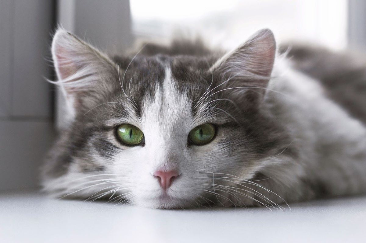 Bien-être animal du chat : on (re)découvre les remèdes de grand-mère