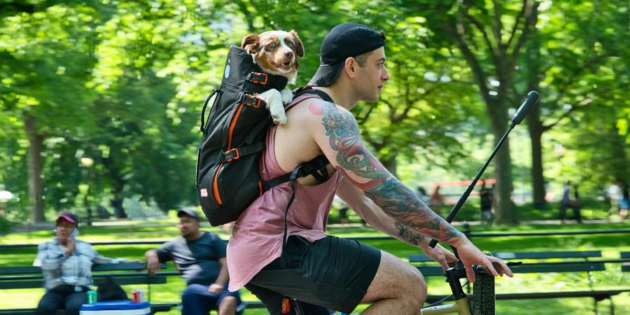 Quelle race de chien correspond à votre mode de vie ?