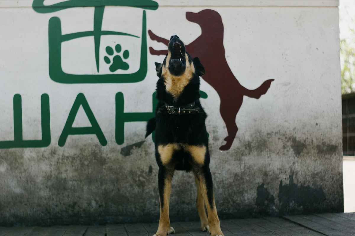 Quels sont les bruits que les chiens détestent ?