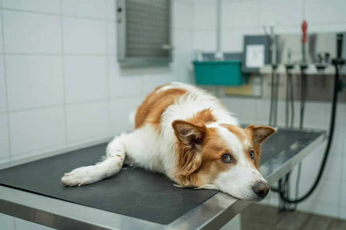 Les troubles les plus communs chez les chiens