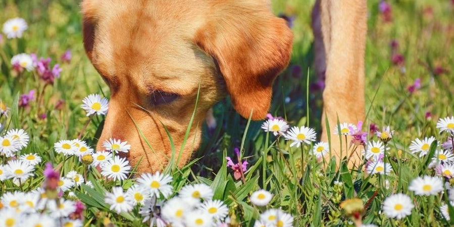 Naturopathie animale : CBD et autres solutions naturelles