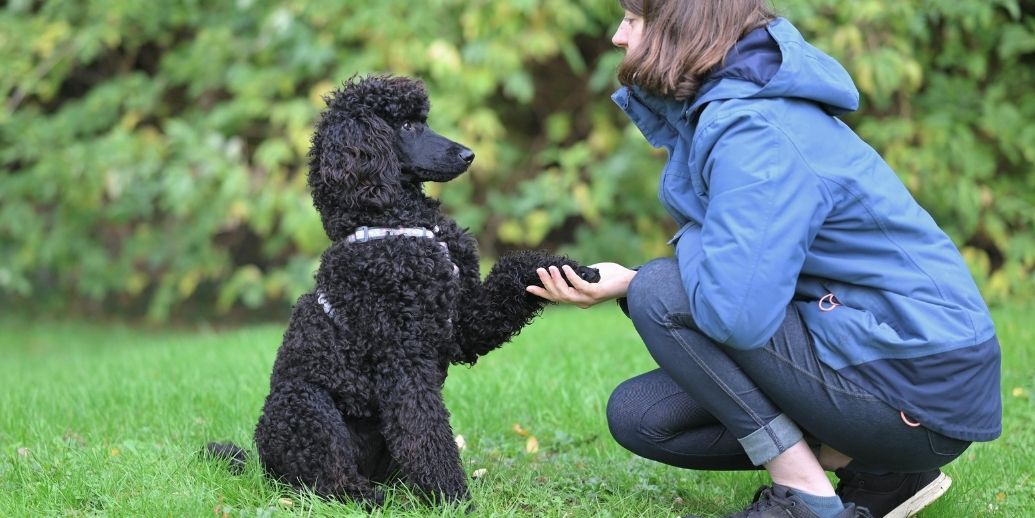 Comment améliorer la concentration du chien pendant l’éducation?
