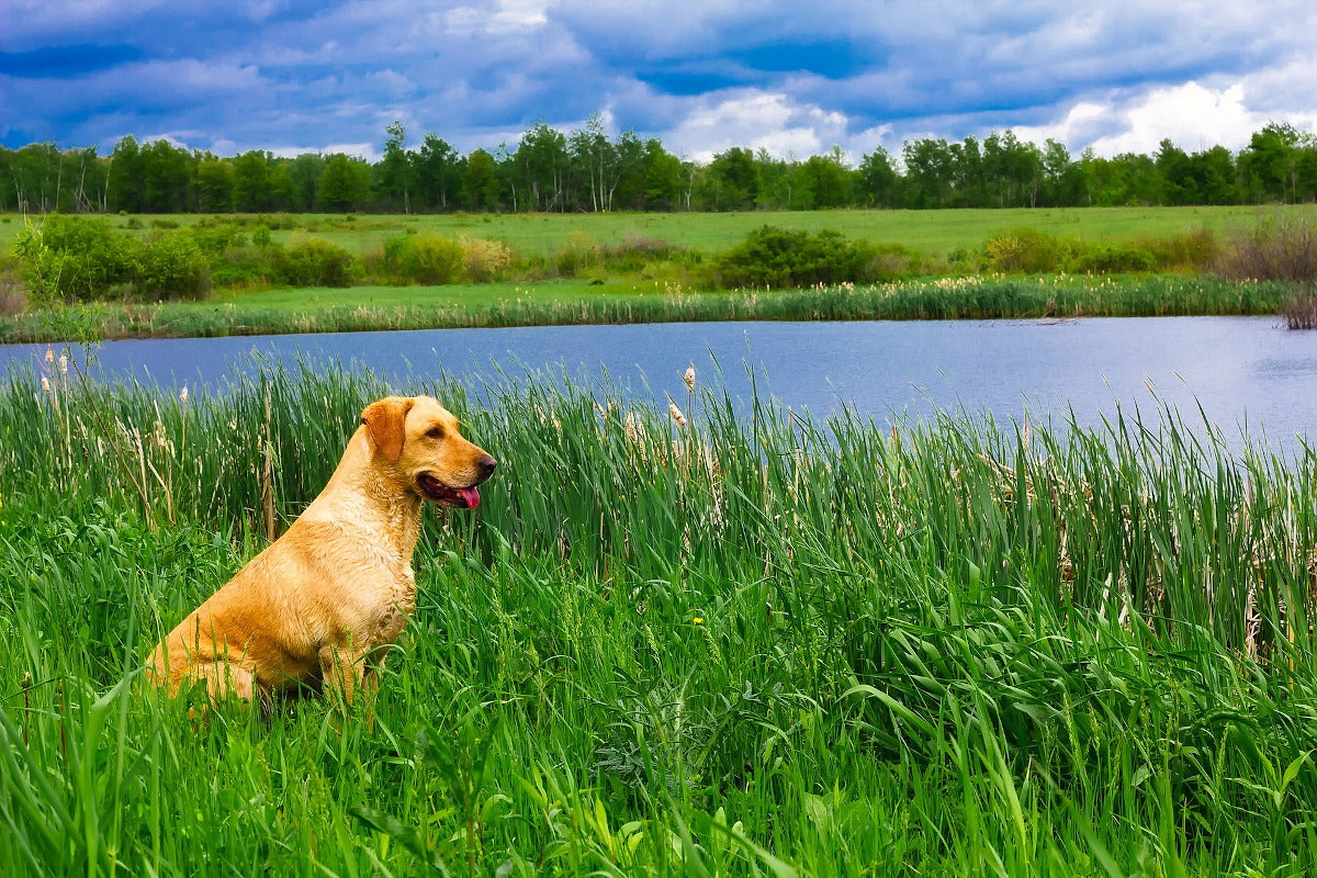 Chiens des villes et chiens des champs, quelles différences ?