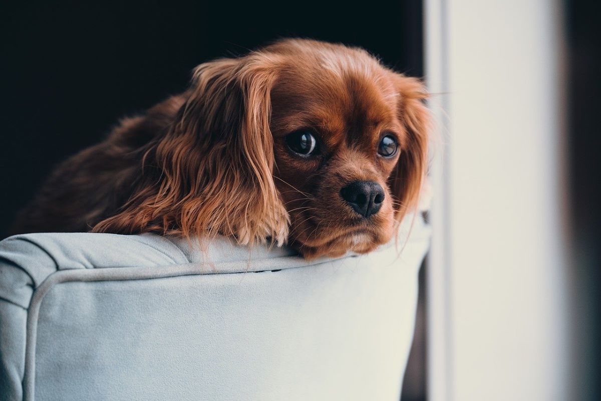 Mon chien se gratte : soyez à l’écoute du bien-être animal