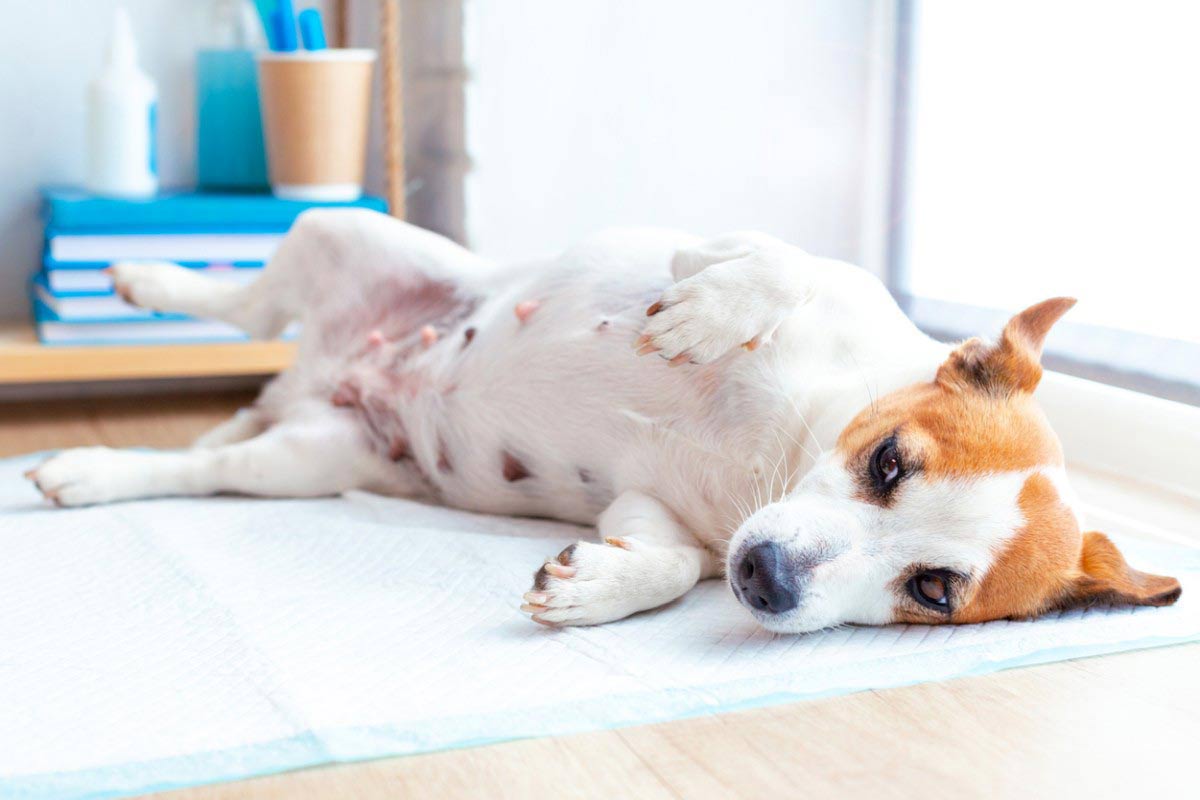 Comment s'occuper de sa chienne en chaleur ?