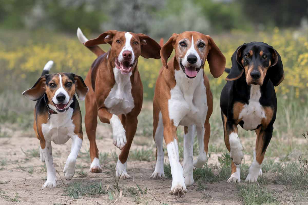 Classement des 10 meilleures races de chien de chasse