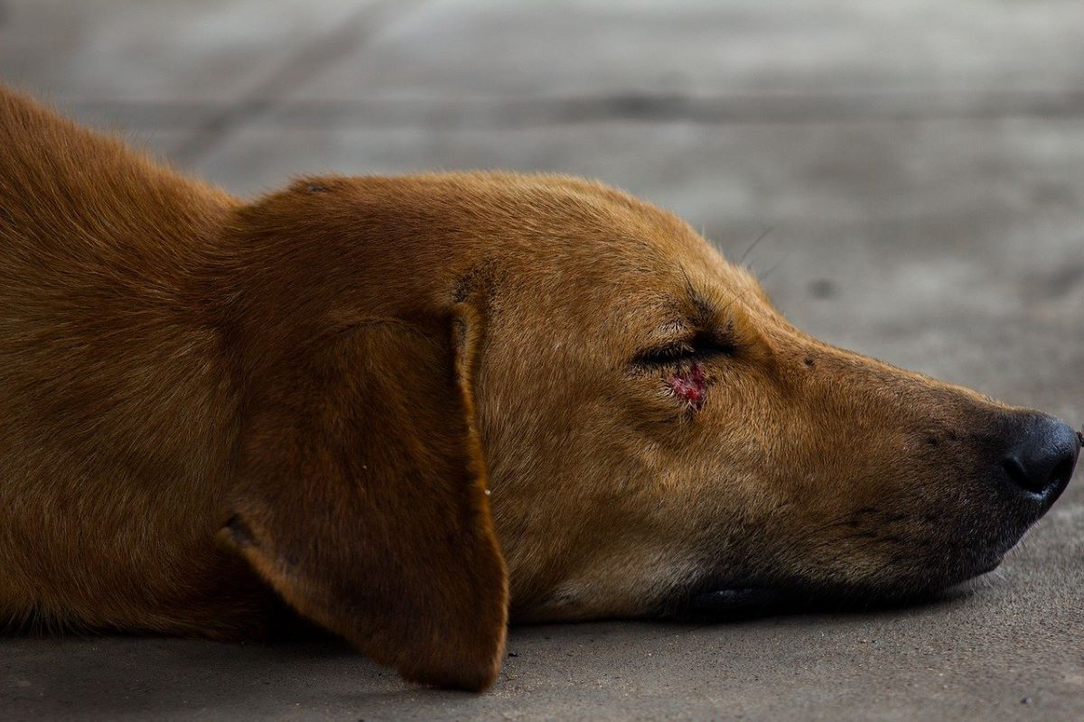 Mobilité du chien : adoptez les gestes qui sauvent