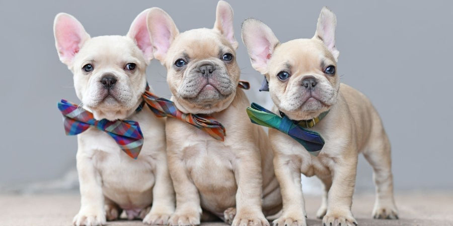 Comment choisir un nom pour votre compagnon en 2026