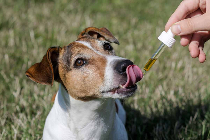 Combien de temps faut-il pour que le CBD agisse sur un chien ?