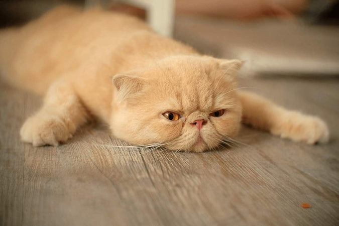 Comment aider mon chat à perdre du poids ?