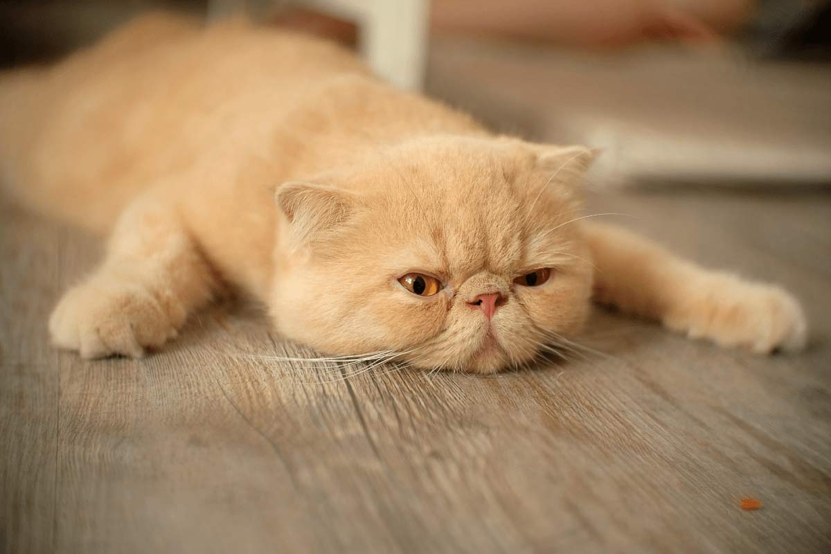 Comment aider mon chat à perdre du poids ?