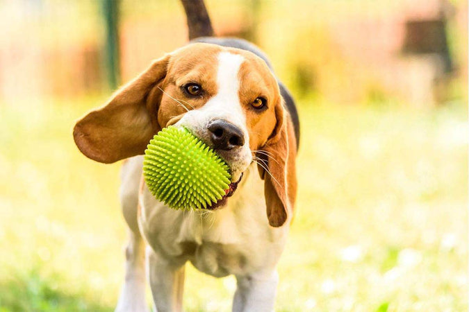 Aider un chien âgé à rester en forme : nos astuces