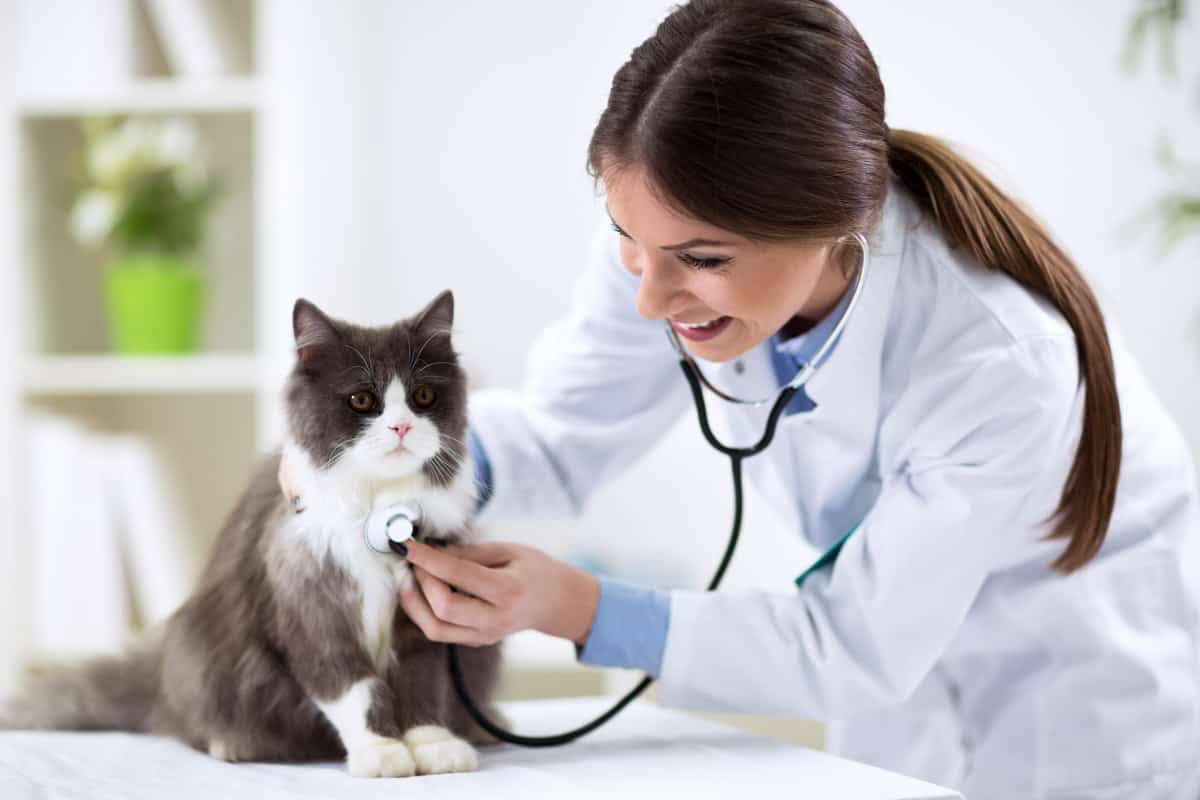 Comment choisir le bon vétérinaire pour son chat ?