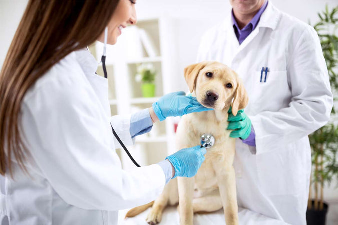Comment choisit-on un vétérinaire pour son chien ?
