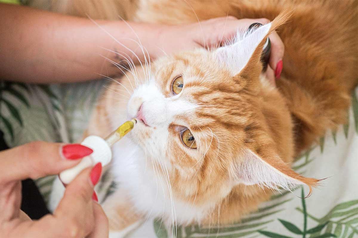 Comment donner du CBD à son chat ?