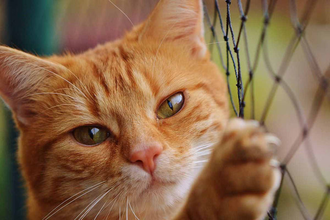 Comment éviter le vol de votre animal de compagnie ?