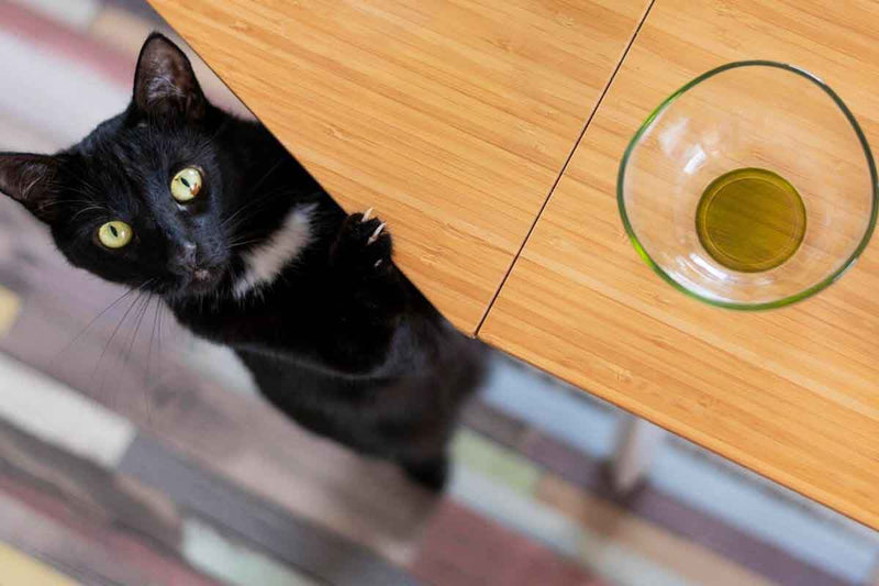 Intégration du CBD dans l’alimentation de votre chat