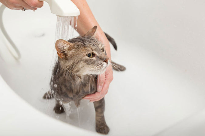 Est-il recommandé de laver son chat ?