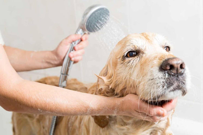 Comment bien laver son chien ?