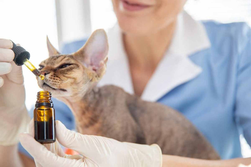 Soulager l’inflammation des chats avec du CBD