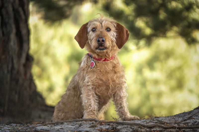 Le Basset fauve de Bretagne