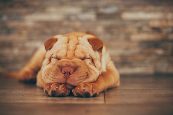 Comment prendre soin de son chien Shar-Pei ?