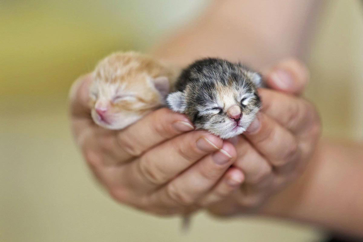 Comment prendre soin d’un chaton nouveau-né ?