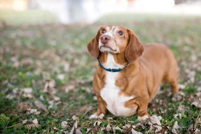 Comment prévenir la surcharge pondérale chez le chien ?