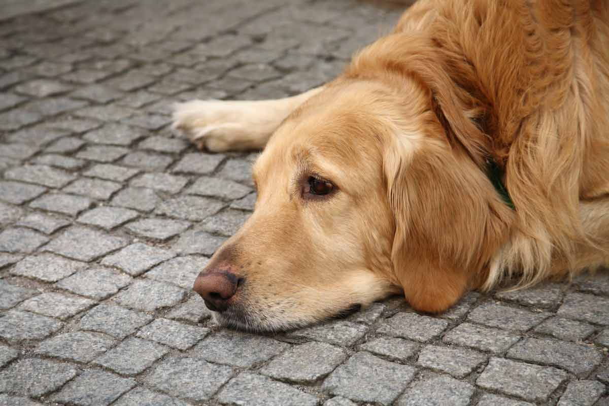 Comment reconnaître un chien malheureux ?