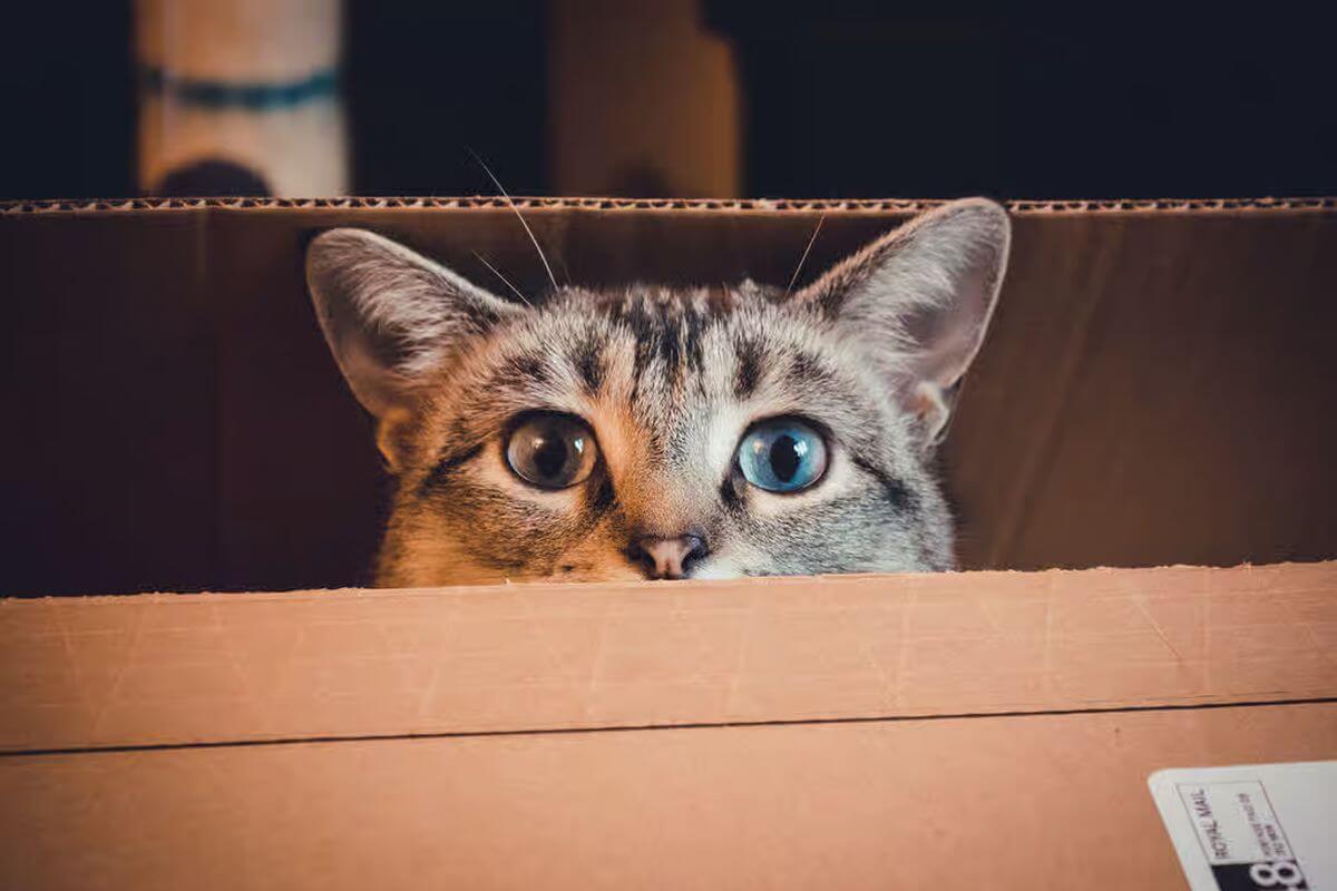 Déménager avec son chat, comment s’y préparer ?