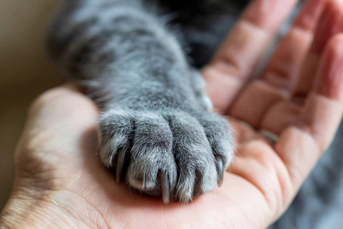 Faut-il s’occuper des griffes de son chat ?