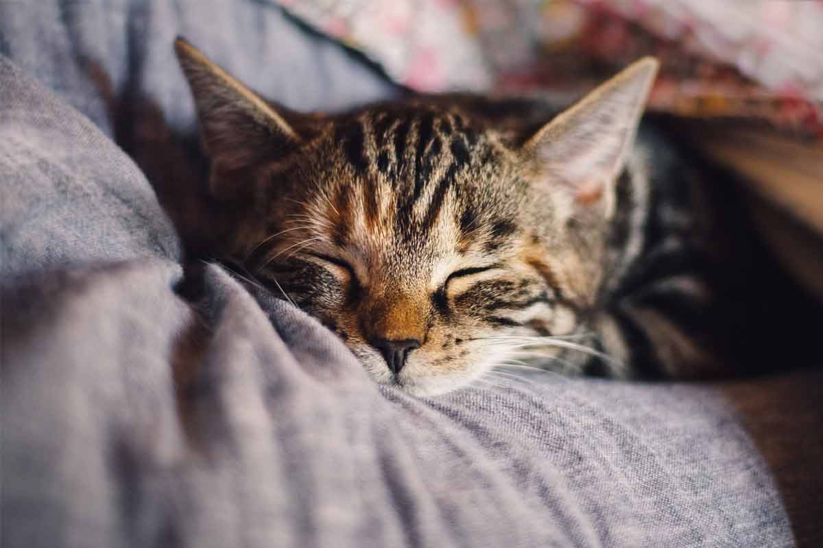 Comment savoir si mon chat a des vers ?