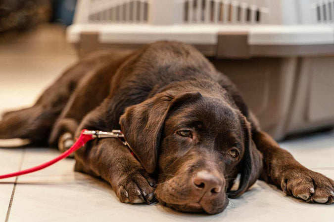 Quels signes indiquent que votre chien ne se sent pas bien ?