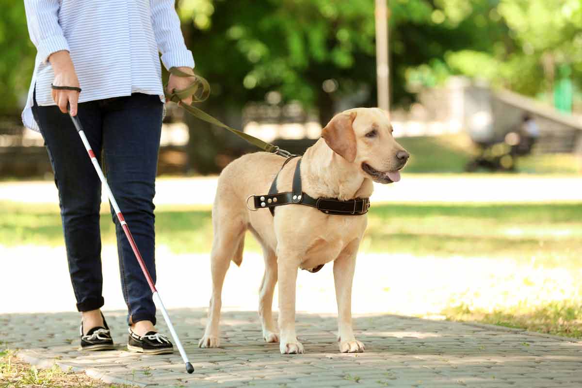 Comment sont éduqués les chiens guides d’aveugles ?