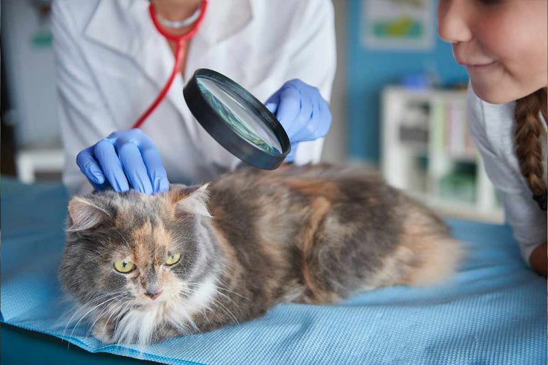 Comment soigner une otite chez le chat ?