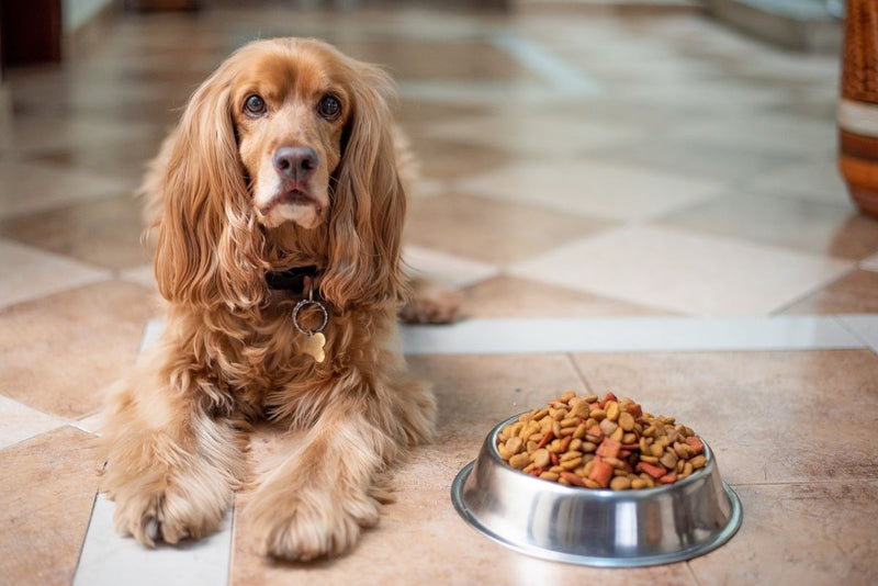 Comment choisir complément alimentaire pour chien