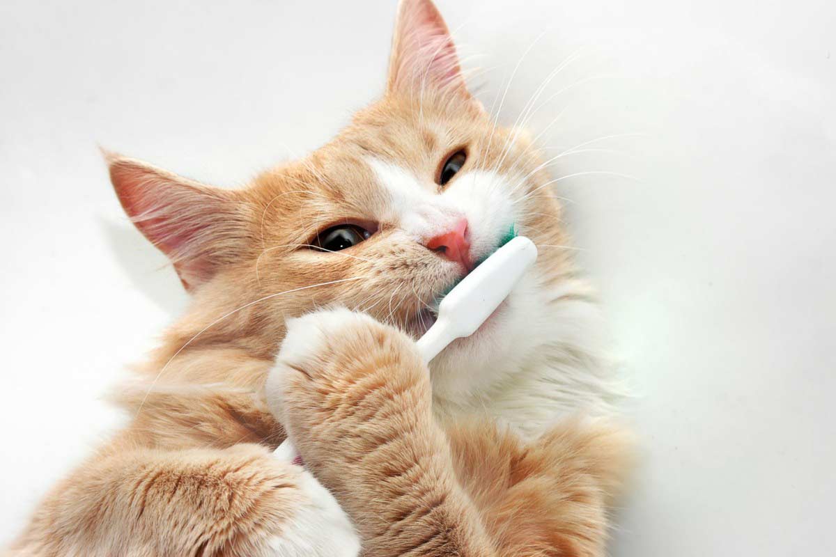 Soins dentaires du chat : conseils et bonnes pratiques