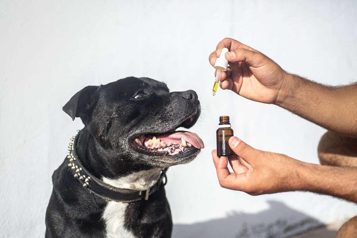 Quelles différences entre les produits CBD en pourcentage et ceux en milligrammes ?