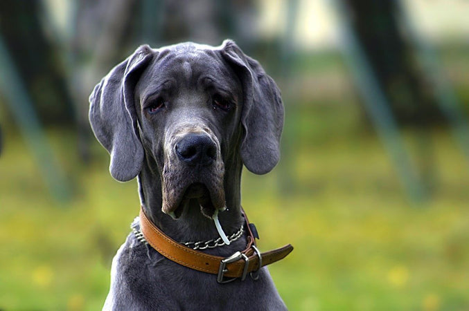 Comment prendre en main la dysplasie de la hanche du chien ?
