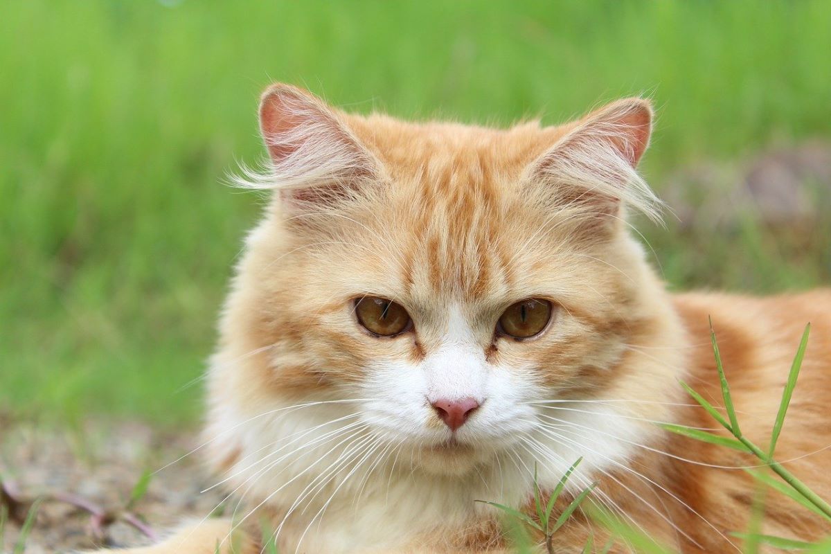 Comment gérer la dysplasie de la hanche du chat ?