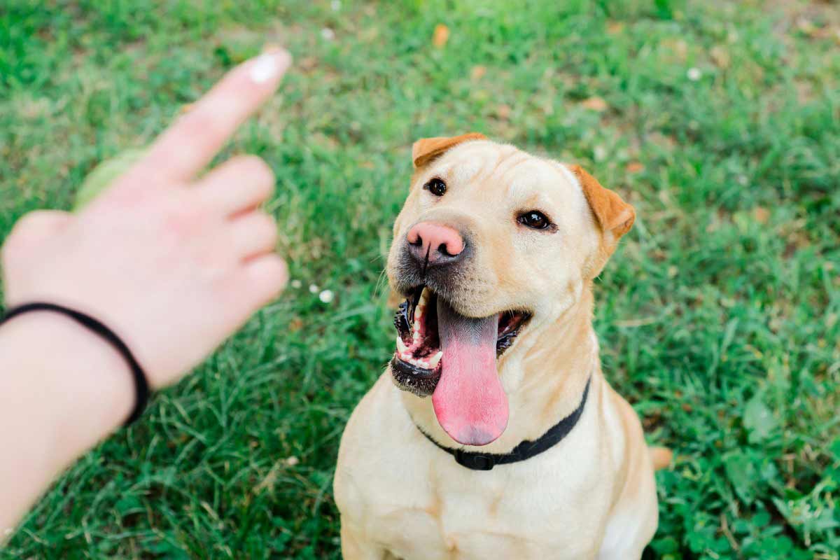 Éduquer un Pitbull, que faut-il savoir ?