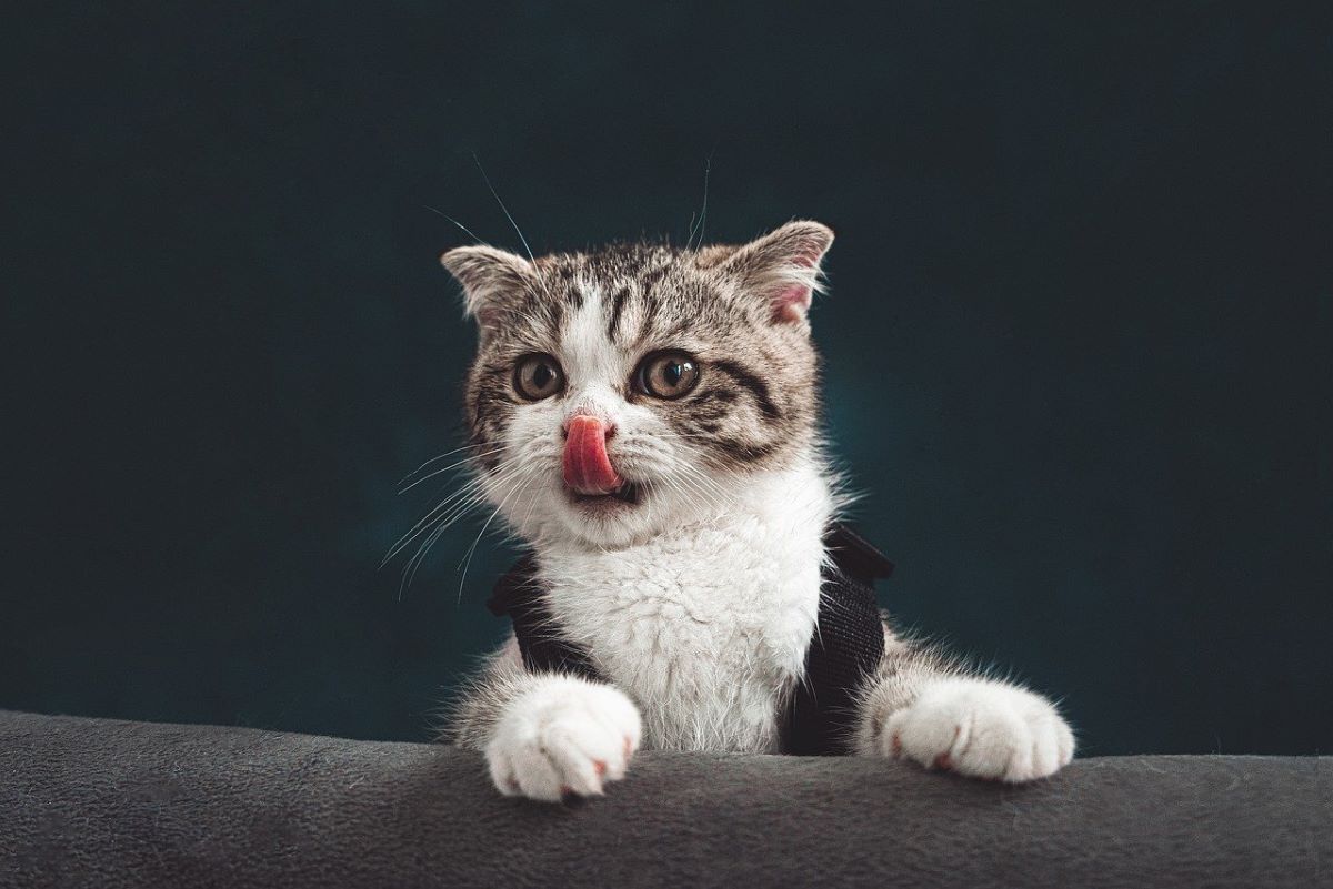 Épilepsie du chat : comment l’intégrer à son quotidien ?