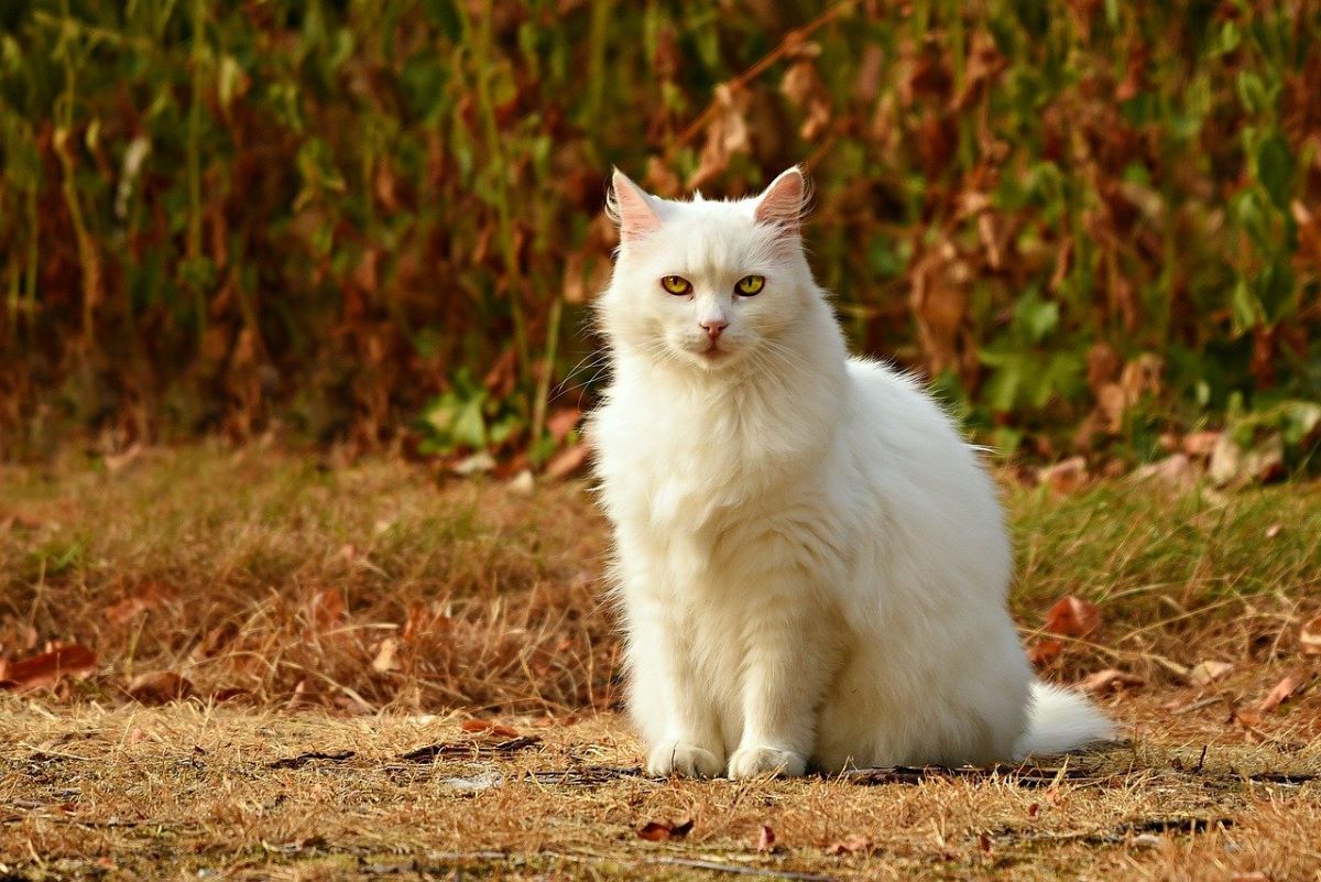 Gérer l’épilepsie de mon chat au naturel