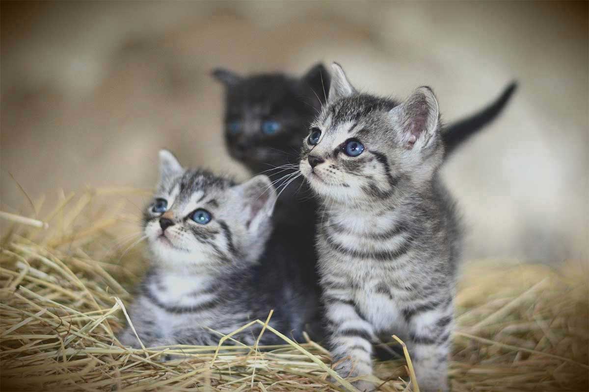 Une première en France : l'ouverture d’une "ferme à chats" en Ariège
