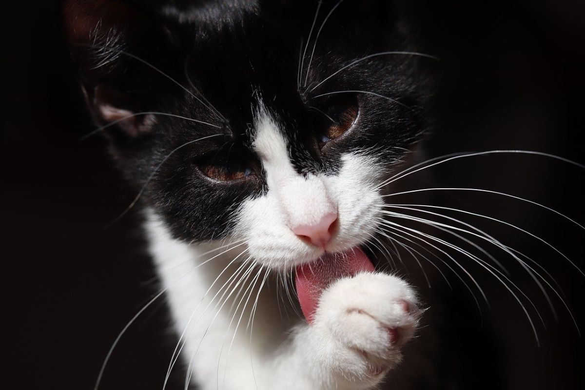 Découvrez 8 recettes de friandises pour chat maison : à vos tabliers !