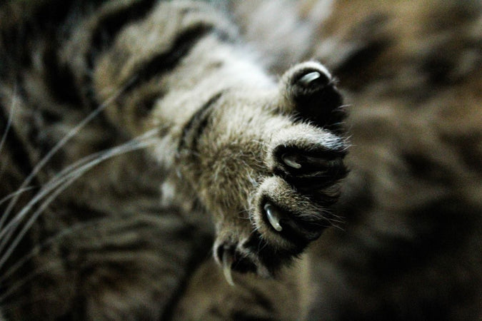 Syndrome du tigre : que faire quand votre chat sort ses griffes ?