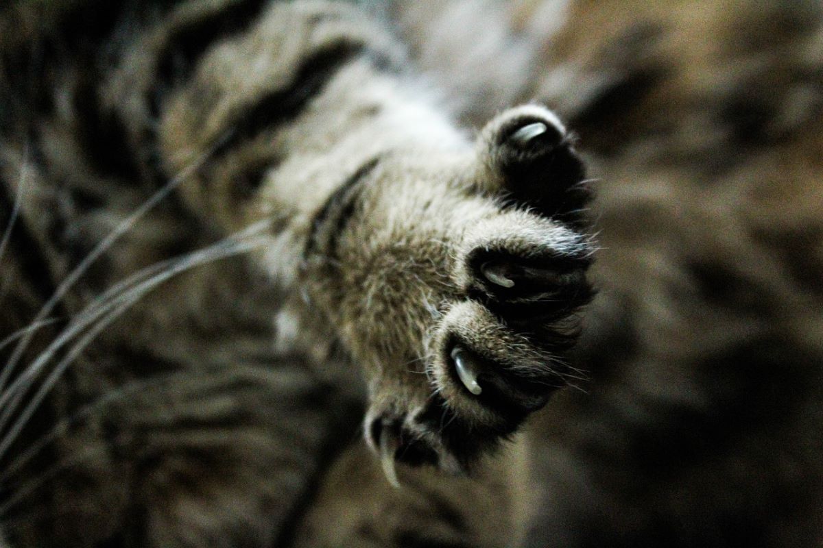 Syndrome du tigre : que faire quand votre chat sort ses griffes ?