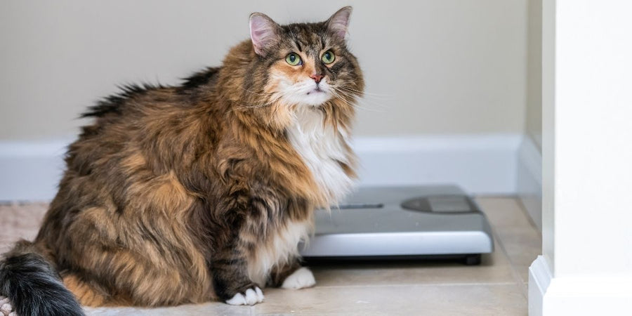 Mon animal est en surpoids, comment l'aider à retrouver la forme ?